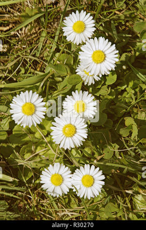Rasen Gänseblümchen im Schweizer Dorf Berschis Stockfoto