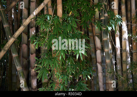 Dendrocalamus giganteus Culms Stockfoto