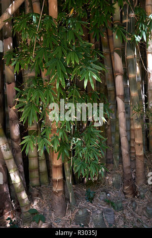 Dendrocalamus giganteus Culms Stockfoto