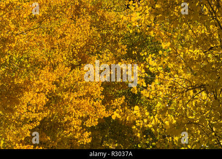 Aspen Bäume im Herbst Laub auf der Straße, die von North Lake in der Nähe von Bishop, der östlichen Sierra Nevada, Kalifornien, USA Stockfoto