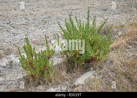 Dittrichia viscosa Stockfoto