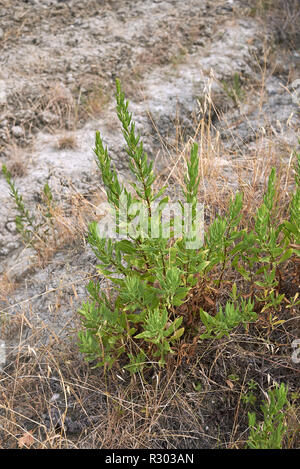 Dittrichia viscosa Stockfoto