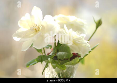 Schönen Blumenstrauß in Vase auf sonnigen Fenster Hintergrund. Stockfoto