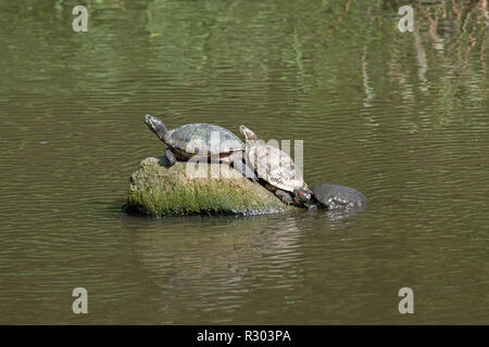 Red-eared Schildkröten oder Dosenschildkröten (TRACHEMYS SCRIPTA elegans). Erwachsene in einem öffentlichen Park See, die sich aus einem Winterschlaf und wärmte sich in der Frühlingssonne. ​ Vitamin D3 den Stoffwechsel von Kalzium für Knochen- und Panzerwachstum ermöglicht. ​ Stockfoto