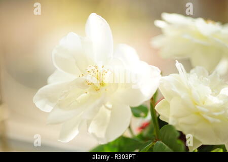 Schönen Blumenstrauß von weißen Blumen in Vase closeup, makroaufnahme. Stockfoto