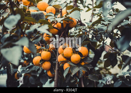 Früchte der hellen orange Kaki auf einem Zweig mit grünen Blättern Stockfoto