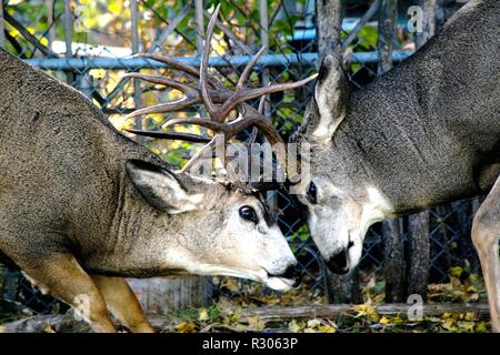 Hirsch Fischerstechen in unserem Hinterhof Stockfoto