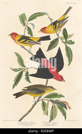 Louisiana Tanager und Scarlet Tanager. Stand: 1837. Abmessungen: Platte: 49,9 x 31,8 cm (19 5/8 x 12 1/2 in.) Blatt: 100 x 67,3 cm (39 3/8 x 26 1/2 in.). Medium: Handcolorierte Radierung und Aquatinta auf Whatman Papier. Museum: Nationalgalerie, Washington DC. Autor: Robert Havell nach John James Audubon. Stockfoto