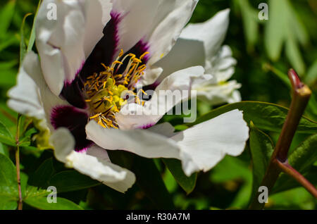 Große, weiße und violette Blume des Baumpäonie Stockfoto