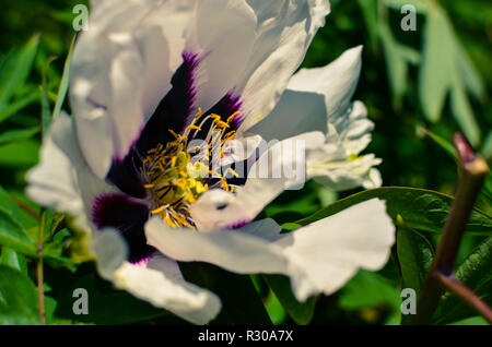 Große, weiße und violette Blume des Baumpäonie Stockfoto