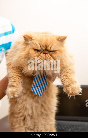 Foto von exotischen Cat in gestreiften Krawatte Stockfoto
