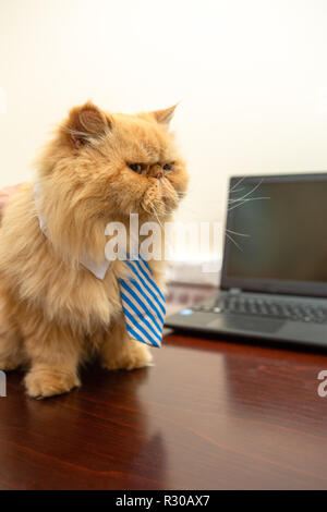 Foto von exotischen Katze mit gestreifter Krawatte auf leeren Hintergrund Stockfoto