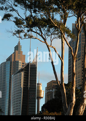 Tele geschossen von downtown Wolkenkratzer, mit Blick auf die Sydney Tower, mit einem Eukalyptus im Vordergrund: Sydney, NSW, Australien Stockfoto