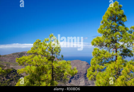 Gran Canaria, Natur Park Pinienwald Tamadaba, die Spitze des Teide auf Teneriffa über die Cloud vorne sichtbar Stockfoto