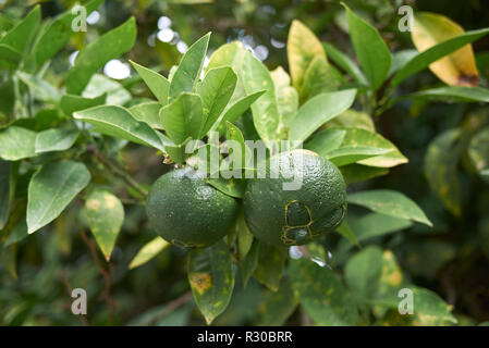 X Citrus aurantium Stockfoto