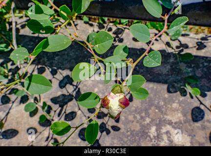 Caper Bush wild wachsen mit kleinen weißen Blüten und Laub. Stockfoto