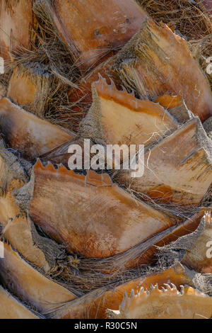 Palm Tree Trunk close-up und zeigt schöne Textur, wo sie getrimmt wurde. Stockfoto