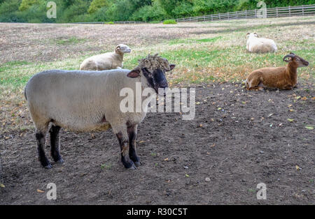 Attraktive Schaf stehend in einem Feld vor der Kamera. Zwei Widder liegen im Hintergrund. Platz auf der rechten Seite der Schafe. Stockfoto