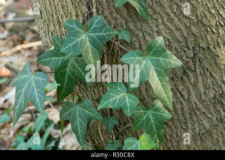 Efeu Blätter auf Baumstamm Makro Stockfoto