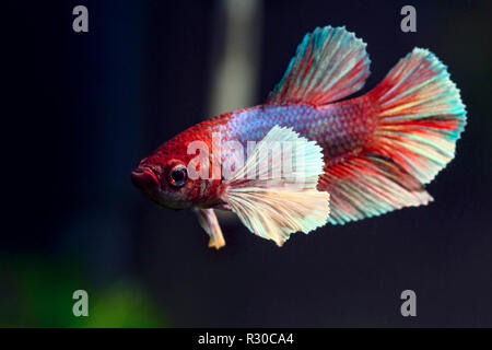 Sehr schöne und detaillierte Close-up pf eine Dumbo Ohr Betta Fisch Stockfoto