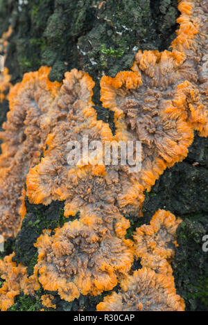 Phlebia radiata, zerknittert Kruste orange Pilz auf Birke Baumstamm Stockfoto