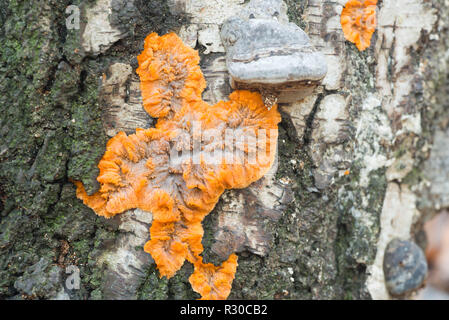 Phlebia radiata, zerknittert Kruste orange Pilz auf Birke Baumstamm Stockfoto