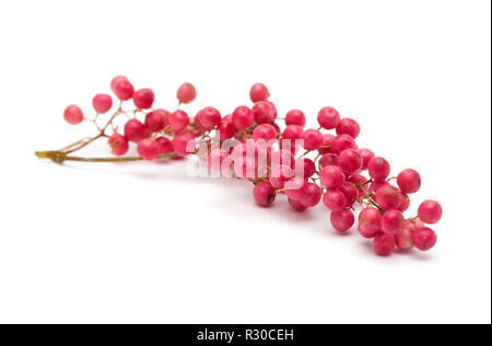 Cluster von rosa Pfeffer, Frucht der Peruanischen Pepper Tree Schinus molle isoliert auf weißem Stockfoto