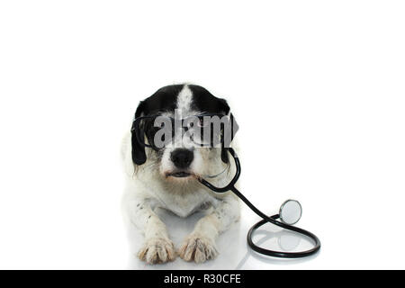 Witzig und Ernst HUND MIT STETHOSKOP UND BRILLEN LIEGEND GEGEN DEN WEISSEN HINTERGRUND. Isolierte AUFNAHME STUDIO. Stockfoto