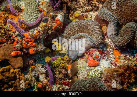 Malediven. Die Freakish Korallenriffe der Regal mit ihren bunten und Fülle exotischer Fische begeistern. Stockfoto