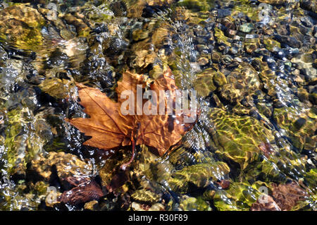 Herbst Blätter in Wasser Stockfoto