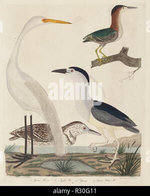 Green Heron, Nachtreiher, Junge Reiher, und große weiße Reiher. Vom: 1808-1814 veröffentlicht. Abmessungen: Platte: 33 x 26,2 cm (13 x 10 5/16 in.) Blatt: 47,1 x 32,5 cm (18 9/16 x 12 13/16 in.). Medium: Hand - farbige Gravur mit Gravur am Spann Papier. Museum: Nationalgalerie, Washington DC. Autor: John G. Warnicke nach Alexander Wilson. Stockfoto