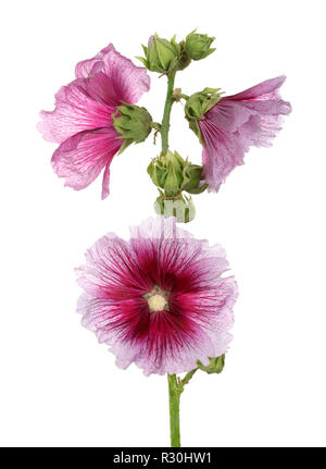 Alcea rosea, isolierte rosa Malve Stockfoto