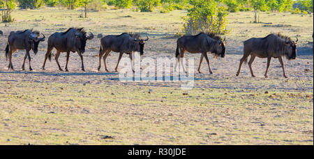 Eine Gruppe von Streifengnu (connochaetes Taurinus) Kopf für ein Wasserloch im Etosha, Namibia. Stockfoto