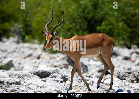 Ein schwarzer in Etosha, Namibia Impala (Aepyceros melampus). Stockfoto