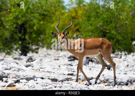 Ein schwarzer in Etosha, Namibia Impala (Aepyceros melampus). Stockfoto