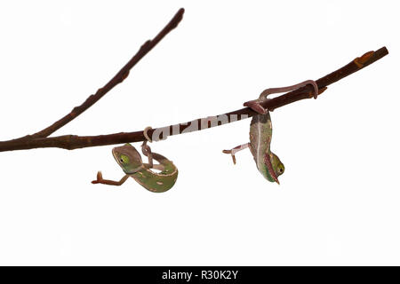 junge Chamäleon Stockfoto