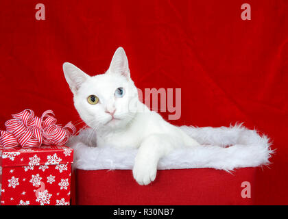 Close up Portrait von eine entzückende kleine weiße Katze mit Heterochromia (odd-eyed) in einem Weihnachten Korb mit weißem Pelz auf Viewer aufgereiht sitzen. Ein Stockfoto
