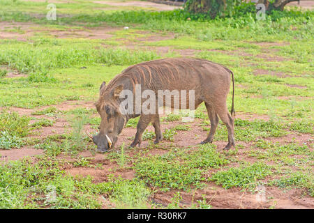 Gemeinsame Warzenschwein im Lake-Mburo-Nationalpark in Uganda Stockfoto