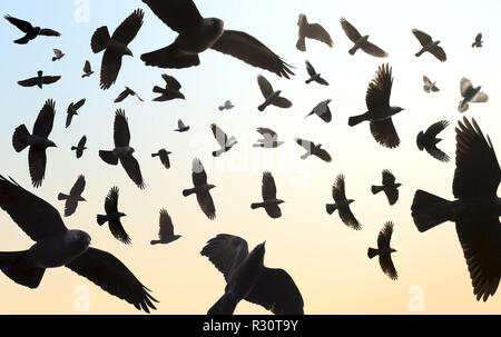 Schwarm Vögel fliegen im Himmel. Dohle, Corvus Monedula. (Zusammengesetztes Bild) Stockfoto