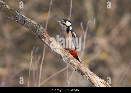 Buntspecht (Dendrocopos major) sitzt auf einer Eiche Zweig mit einem Schuppigen Rinde bedeckt mit Flechten (sonniger Tag). Stockfoto