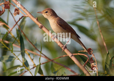 Marsh Warbler (Acrocephalus palustris) sitzt auf einem dünnen Zweig einer Trauerweide wächst in einer Wiese. Stockfoto