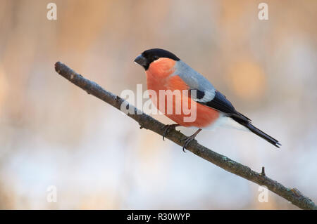 Eurasischen Gimpel (Pyrrhula pyrrhula) sitzt auf einem Zweig in einem Forest Park (im Hintergrund sind die sanften Farben der unscharfen Morgen Wald). Stockfoto