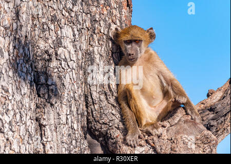 Ein junger Chacma Pavian Papio ursinus sitzt in einem Baum im Hwange Nationalpark in Simbabwe. Stockfoto