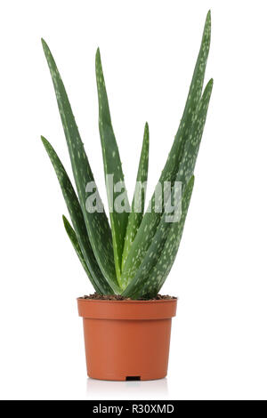 Aloe vera frische Blätter auf weißem Hintergrund Stockfoto