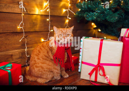 Ingwer britische Katze rot Strickschal sitzen unter Weihnachtsbaum und Boxen. Stockfoto