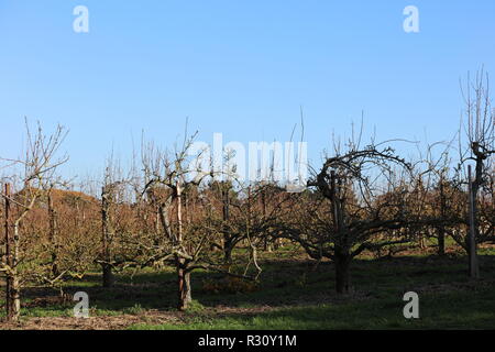 Obstgarten von verschiedenen Sorten von Birnen in den Reihen mit einem breiten Weg von Gras getrennt wachsenden, auf die Landschaft von Surrey. England, UK. Stockfoto