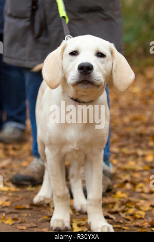 Portrait Nahaufnahme von einem Hund Welpe in der Ausbildung bei seinem Spaziergang in einer britischen Country Park. Schöne Labrador Welpe, an der Leine, Stand anstarren. Stockfoto