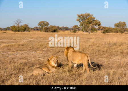 Eine große männliche Löwe in Simbabwe Hwange National Park gesehen. Stockfoto