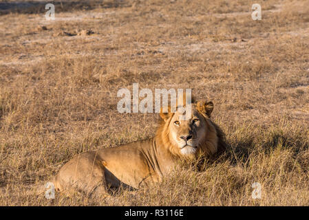 Eine große männliche Löwe in Simbabwe Hwange National Park gesehen. Stockfoto