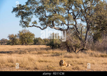 Eine große männliche Löwe in Simbabwe Hwange National Park gesehen. Stockfoto